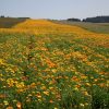 Daisy African Mix