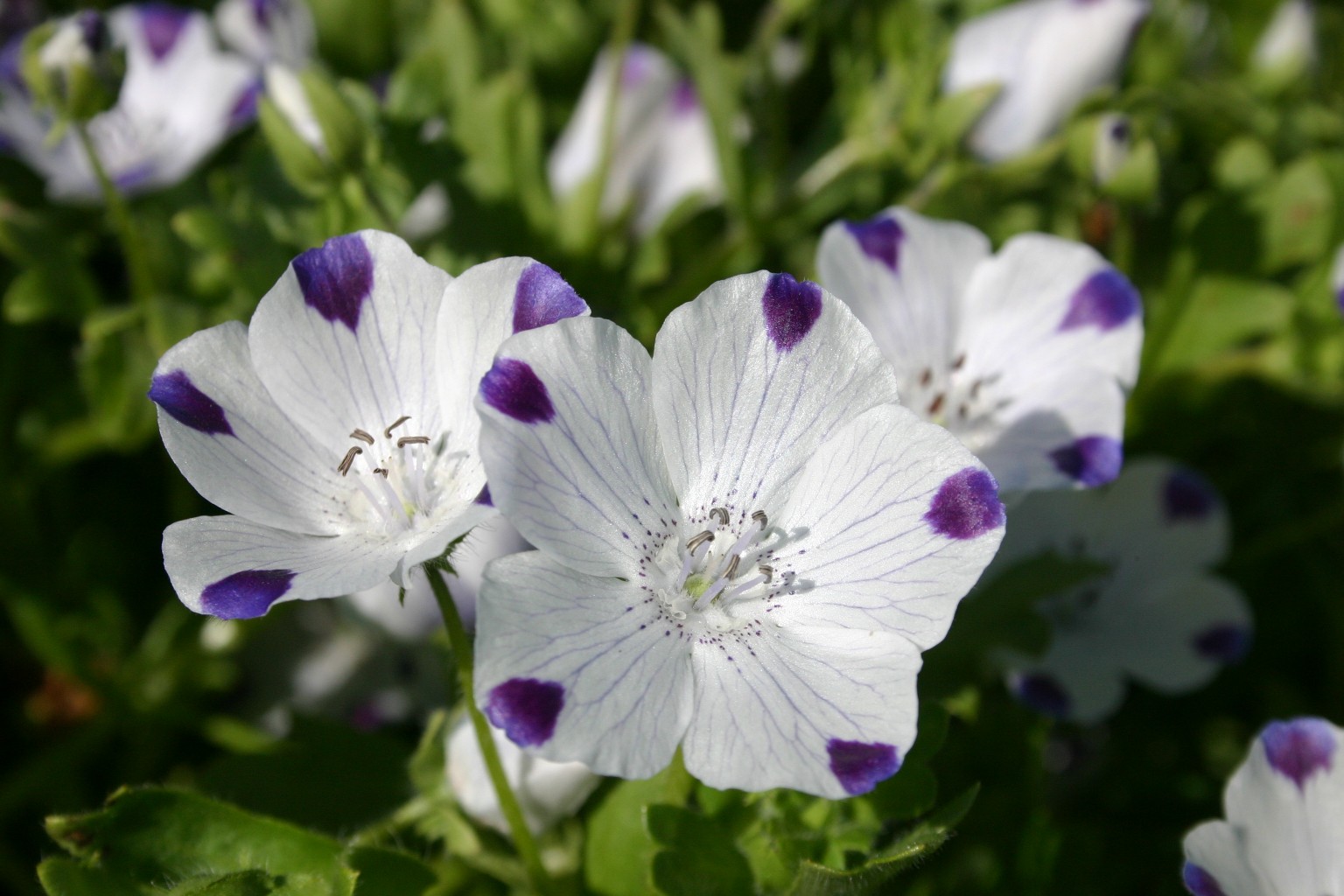 Silver Falls Seed Company - Orange Wildflower Mix