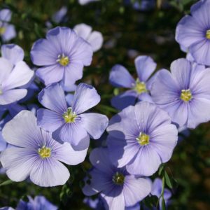 Flax Lewis