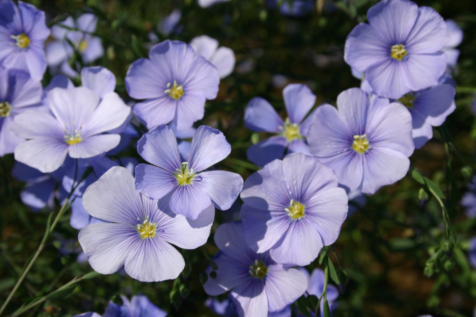 Silver Falls Seed Company - White Wildflower Mix