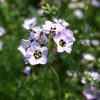 Gilia Bird's Eye