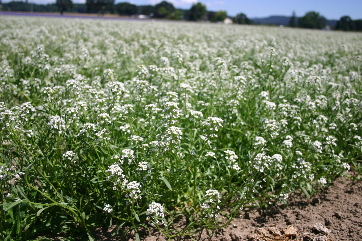 Silver Falls Seed Company - Alyssum Sweet White - Tall