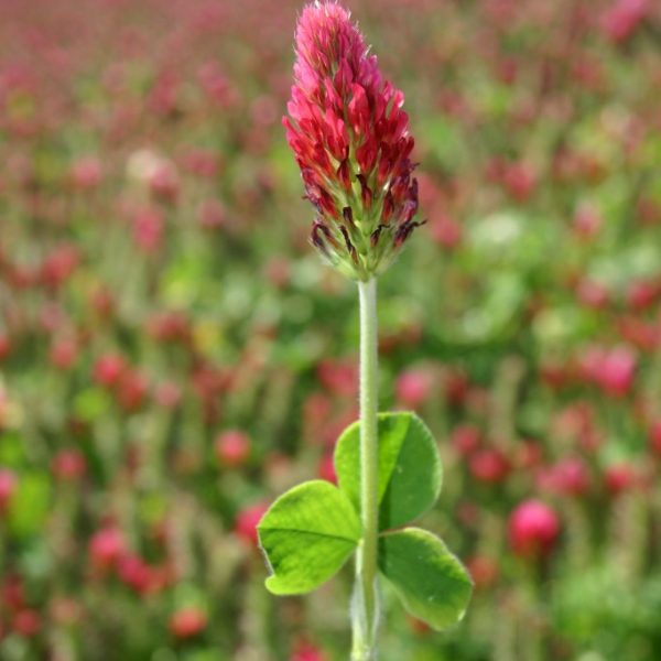 Silver Falls Seed Company - Clover - Crimson