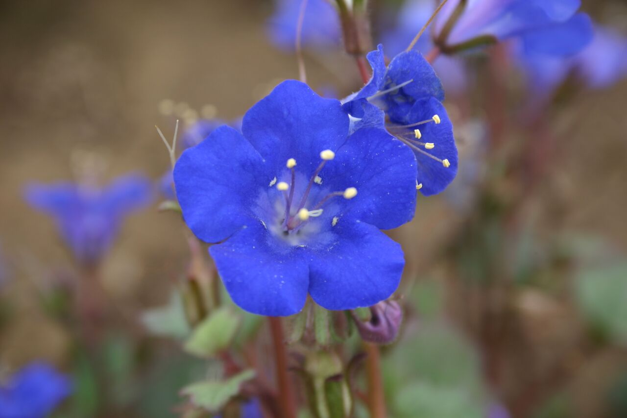 Californian Bluebell Phacelia campanularia Blue Appx 3,400 Seeds Great For Bees