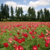 Poppy California Carmine