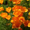 Poppy California Orange