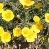 Poppy California Perennial