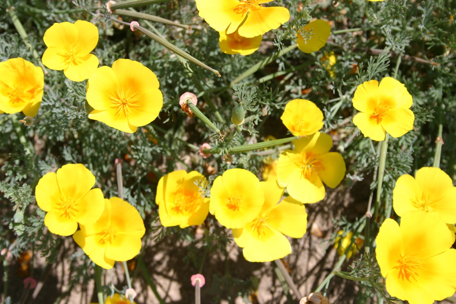 Silver Falls Seed Company - Orange Wildflower Mix