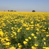 Poppy California Perennial