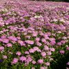 Candytuft Tall Mix