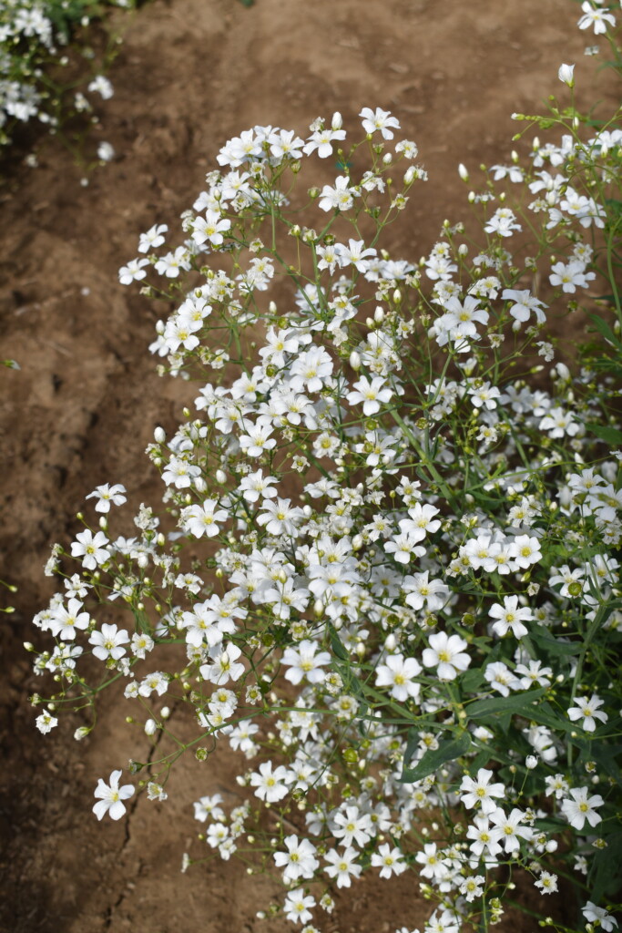 Silver Falls Seed Company - Baby's Breath - Covent Garden White