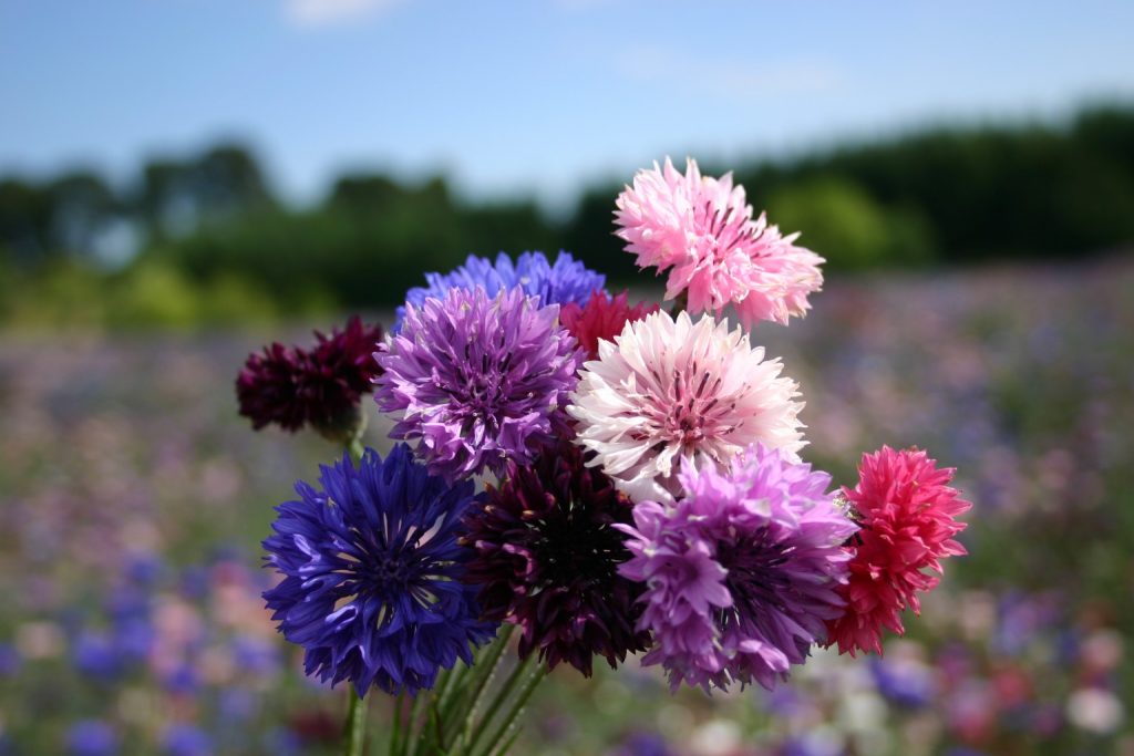 Bachelor Button Dwarf Polka Dot Mix
