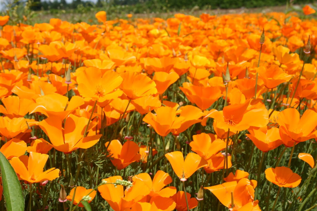 Silver Falls Seed Company - Poppy - California Orange