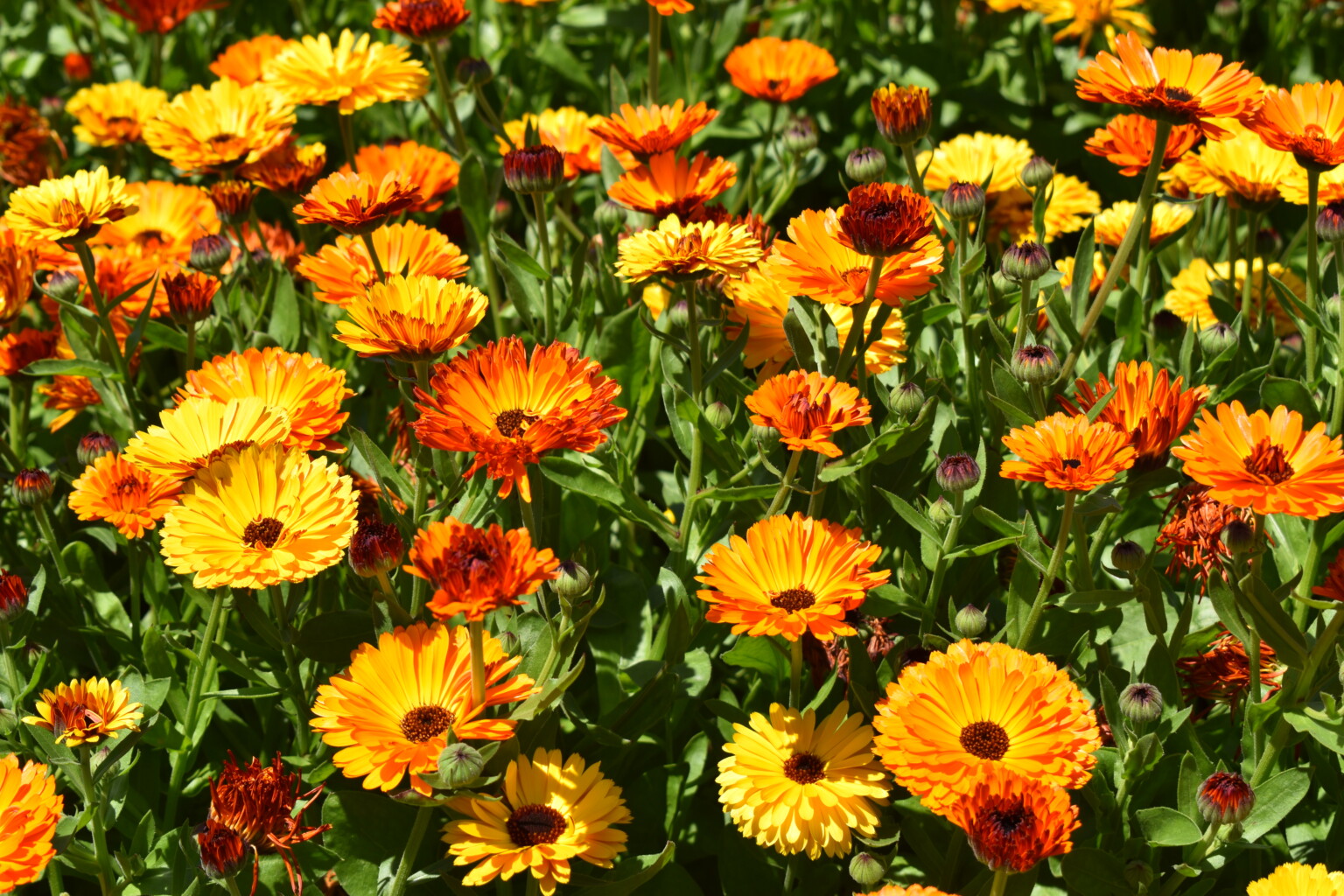 Silver Falls Seed Company - Calendula - Touch of Red
