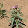 Candytuft - Dwarf Fairy Mix - Image 15
