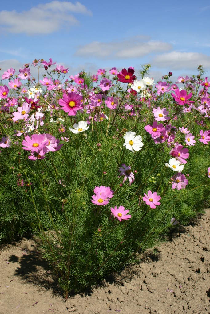 Image of Cosmos bipinnatus 'Sensation' (Cosmos) plant