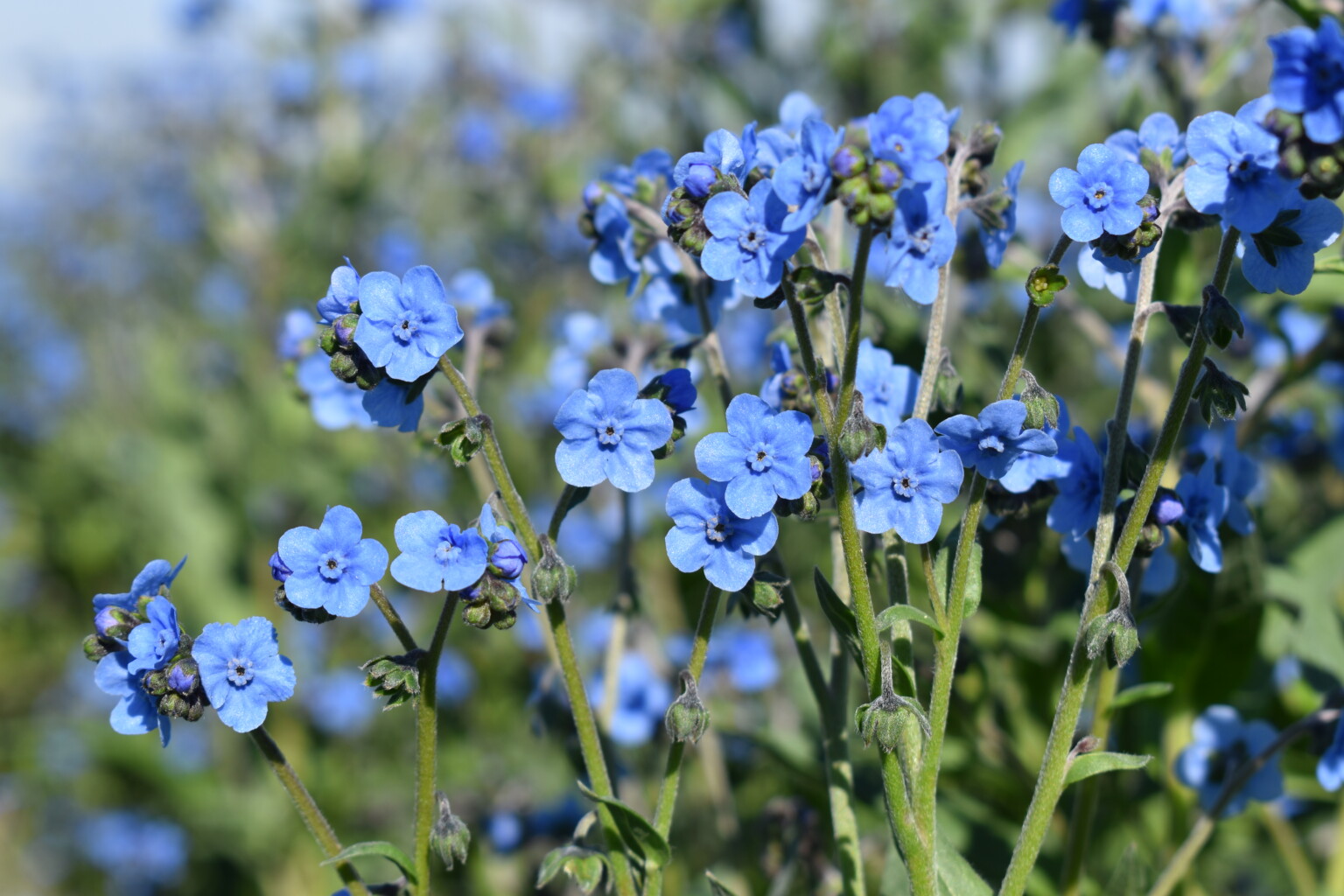 Chinese Forget Me Not Seeds, Cynoglossum Amabile