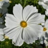 Cosmos - Bipinnatus Dwarf White