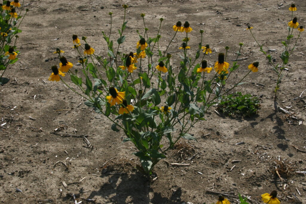 Silver Falls Seed Company - Coneflower - Clasping