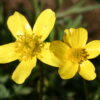Buttercup - Western