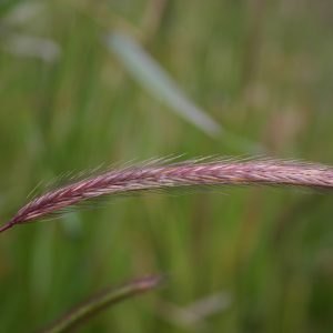 Barley Meadow