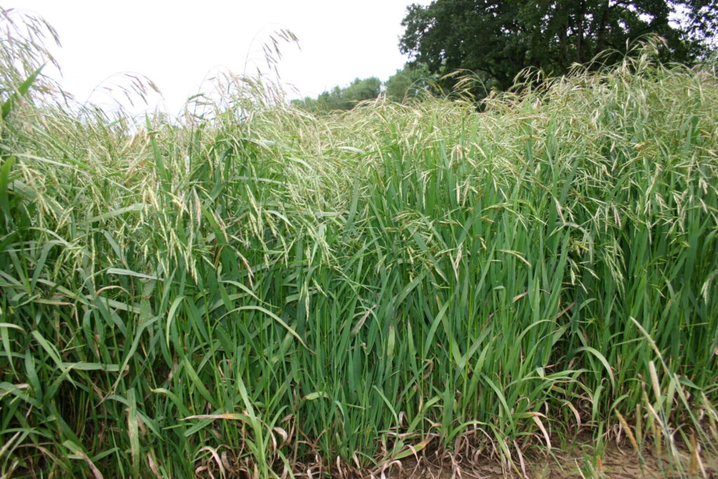 Silver Falls Seed Company Brome California