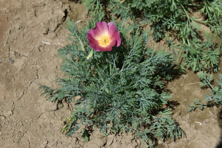 Silver Falls Seed Company Poppy California Purple Gleam