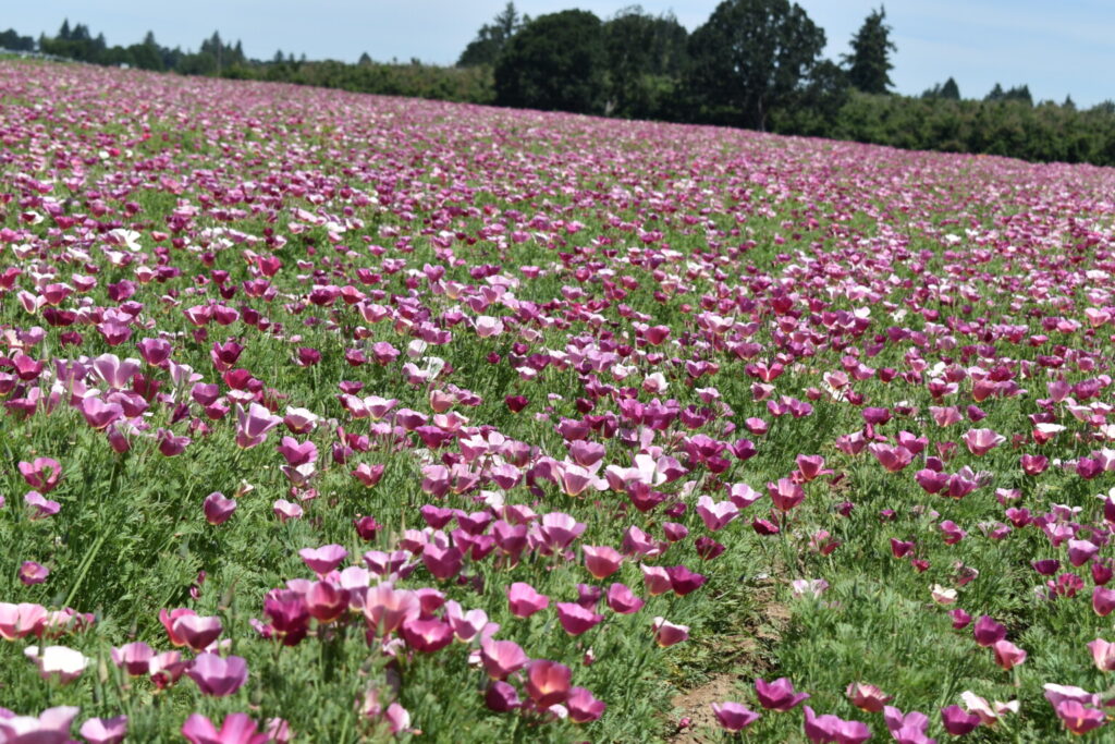 Silver Falls Seed Company - Poppy - California Purple Gleam