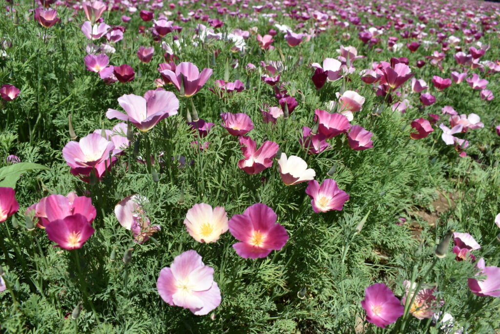 Silver Falls Seed Company Poppy California Purple Gleam