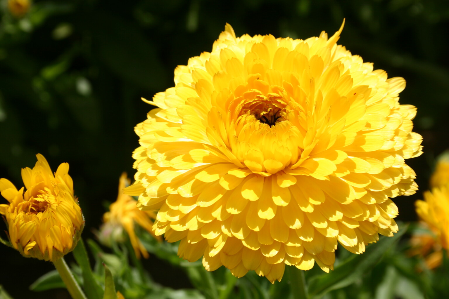 Calendula (Marigold) Flowers, Whole - 1 Lb