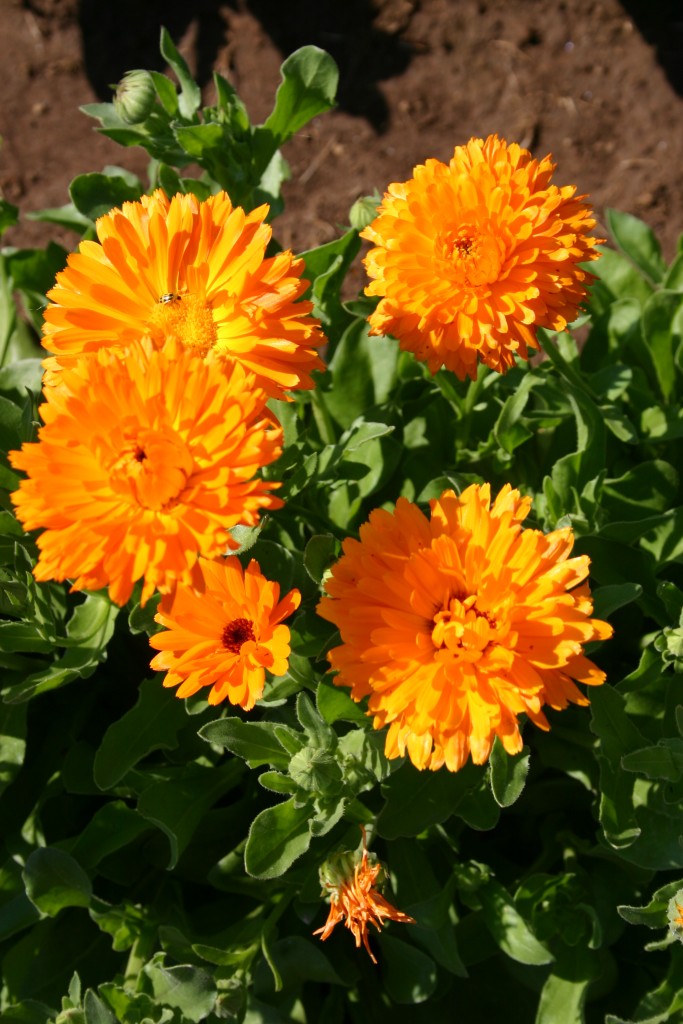 pacific beauty orange ☺800 graines de soucis officinal semences calendula