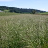 Brome - California - Image 3