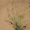 Brome - California - Image 2