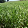 Brome - California - Image 14
