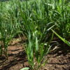 Brome - California - Image 15