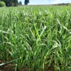 Brome - California - Image 16