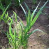 Brome - California - Image 17