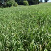 Brome - California - Image 13