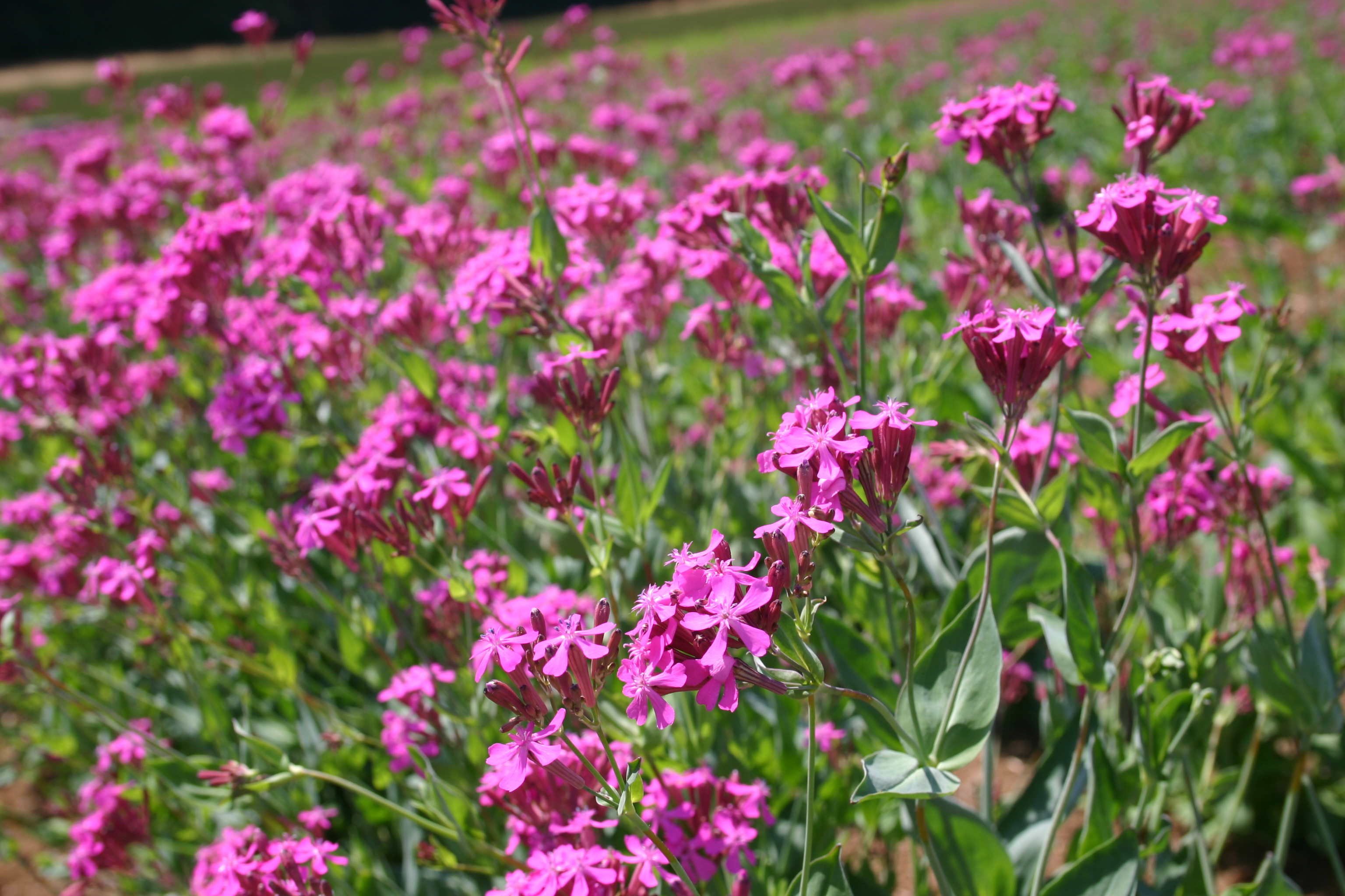 Pink Wildflower Seed Mix