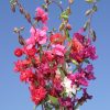 Clarkia - Mountain Garland Mix