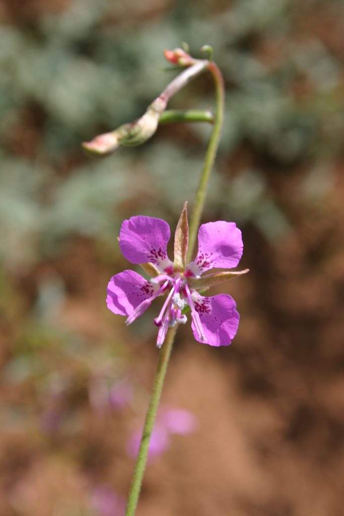 Clarkia Diamond