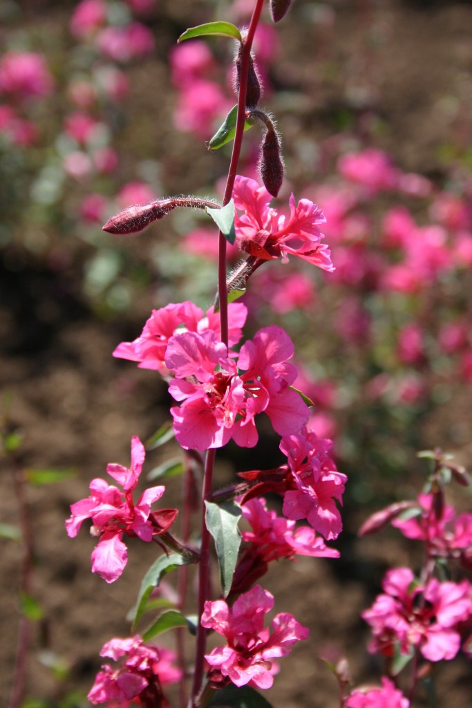 Pink Wildflower Seed Mix