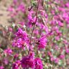 Clarkia Elegant Purple