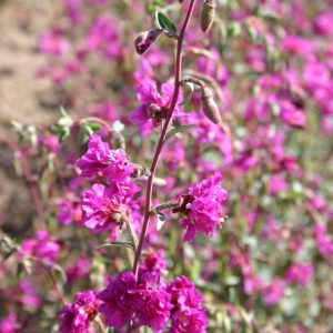 Clarkia Elegant Purple