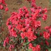 Clarkia Elegant Dark Salmon