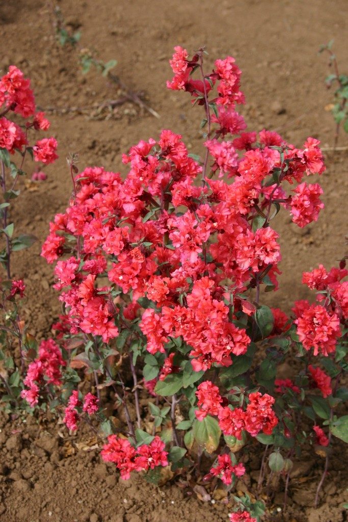 Clarkia Elegant Dark Salmon