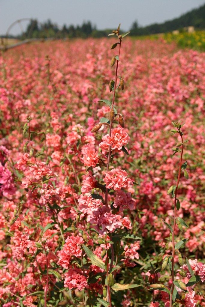 Clarkia Elegant Light Salmon