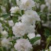 Clarkia Elegant White