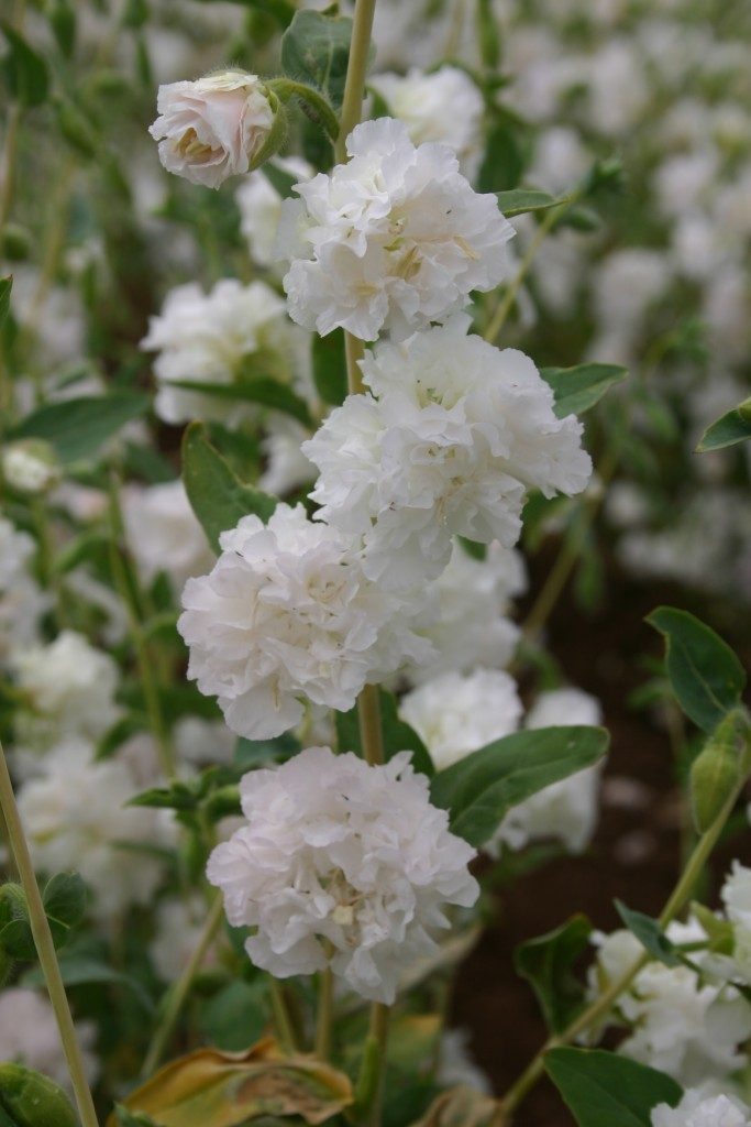 Clarkia Elegant White