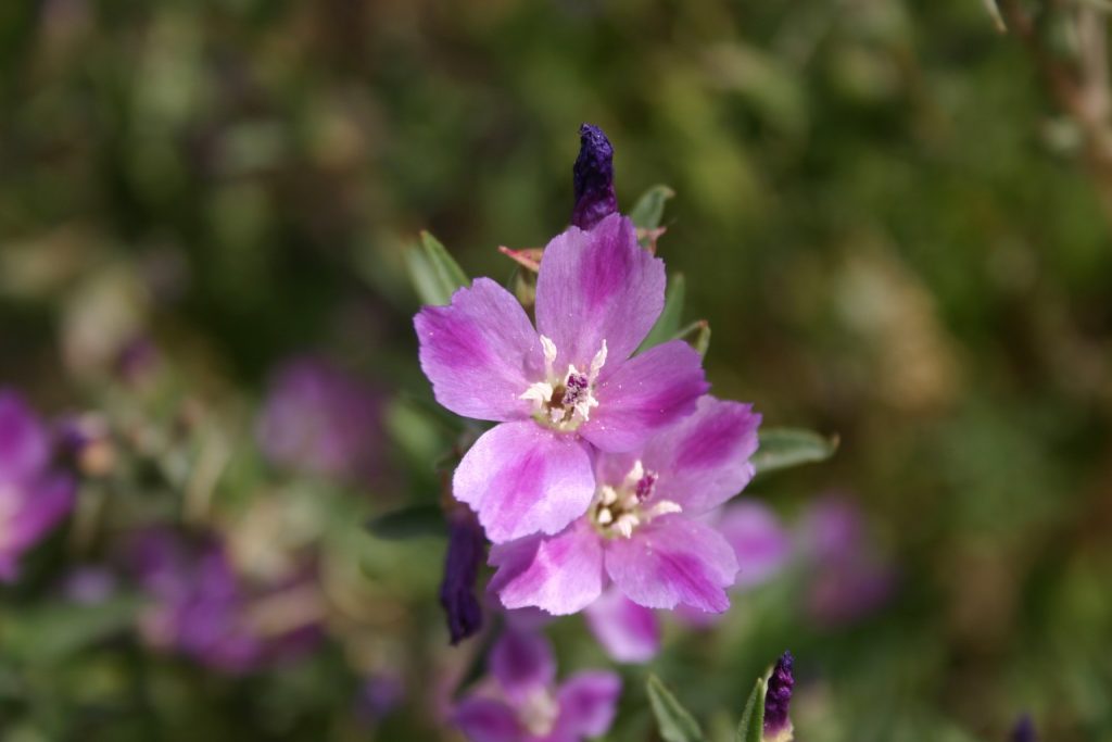 Clarkia Winecup